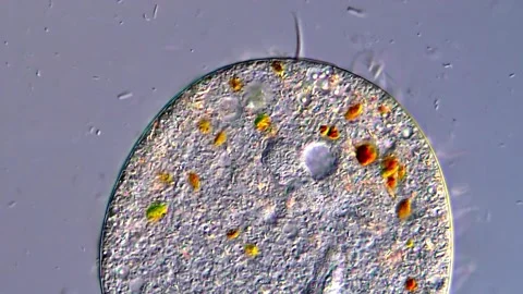 Microscopic View of Ciliates in 4K Ultra HD 库存影片 316997490