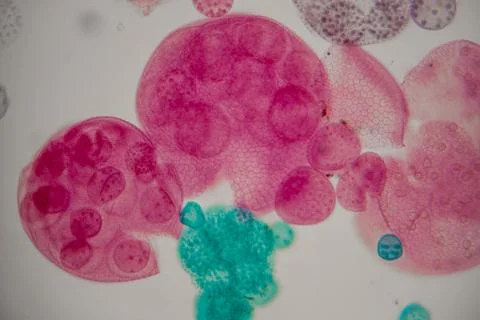 Microscopic view of colorful cells displaying various shapes and sizes, wit.. Stock Photos