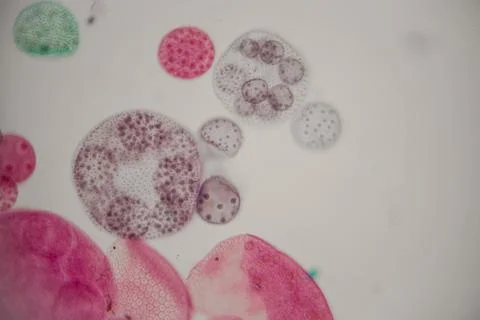 Microscopic view of colorful cellular structures with various shapes and si.. Photos