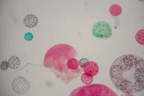 Microscopic view of colorful microorganisms including various shapes and si.. 스톡 사진