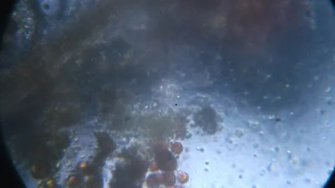 Microscopic view of contaminated water showing microorganisms and suspended.. 스톡 동영상 336666554