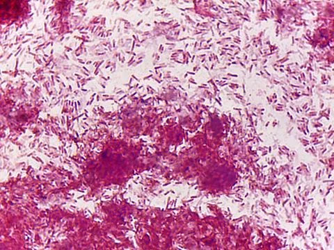 Microscopic view of crystalline structures 스톡 사진