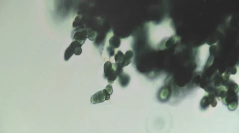 Microscopic view of a dark clump of algae Stock Footage