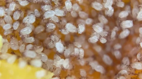 Microscopic View of Disgusting Cheese Mi... | Stock Video | Pond5