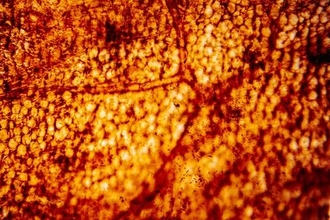 Microscopic view of epithelial tissue stained in warm brown tones. Stock Photos