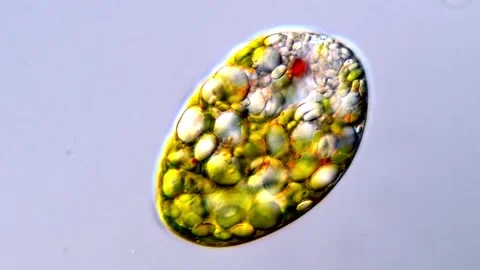 Microscopic view of Euglena cell structure and flagellar motion Vídeos de archivo 317886472