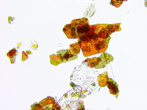 Microscopic view of an eyeshadow, magnification x 400 Stock Photos