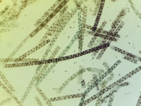 Microscopic View of the Filamentous Green Algae, Spirogyra, Highlighting Sp.. 스톡 사진