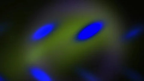 Microscopic view of fluorescent cells in a laboratory setting with blue and.. Stock Footage 336246604