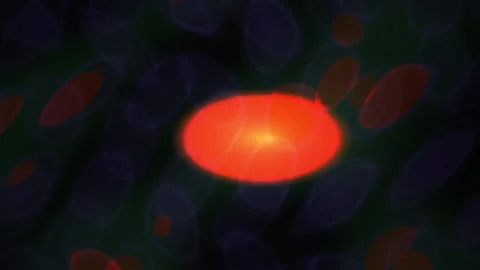 Microscopic View of Fluorescently Stained Biological Cells in Laboratory Re.. Stock Footage 341807926