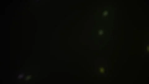 Microscopic View of Glowing Bacteria Under a Microscope. Stock Footage 333927584