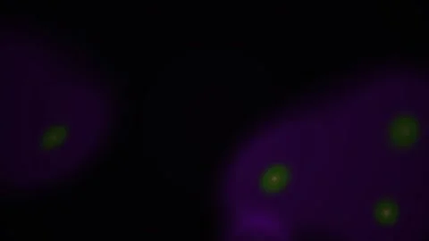 Microscopic view of glowing cells under a microscope. Stock Footage 333927595