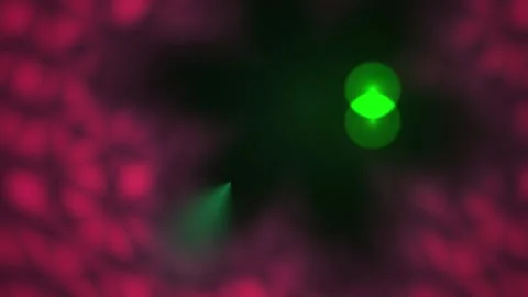 Microscopic view of glowing green cells. Stock Footage 337515530