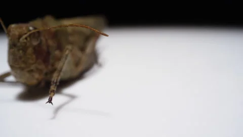 Microscopic view of grasshopper close up macro Stock Footage 137115001