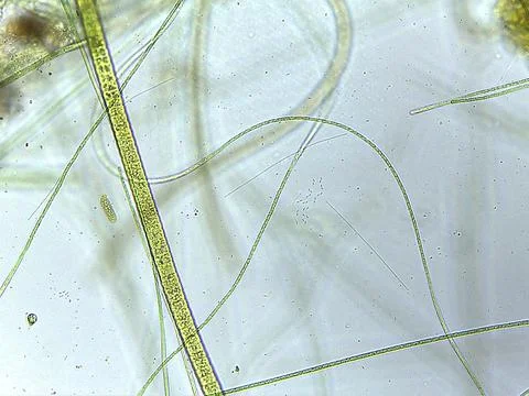 Microscopic View of Green Algae and Filamentous Structures 写真素材