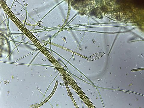 Microscopic View of Green Algae and Microorganisms Stock Photos