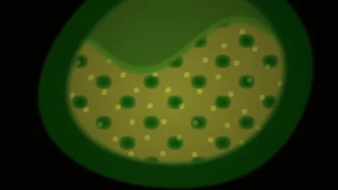 Microscopic view of green algae cell structure. Stock Footage 335962882