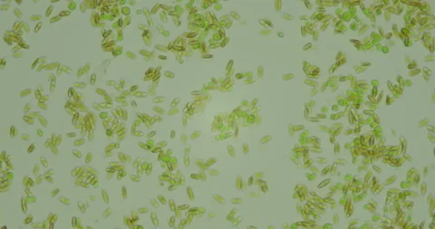 Microscopic view of green algae cells in water Stock Footage 300419945