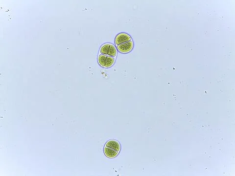 Microscopic View of Green Algae Cells 스톡 사진