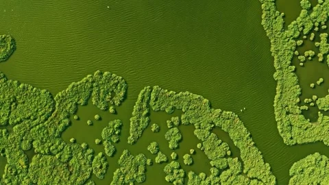 Microscopic View of Green Algae Colony Formation Stock Footage 309283541