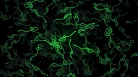 Microscopic View of Green GFP Colored Ebola Virus Cells Stock Illustration