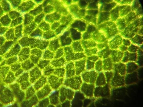 Microscopic view of green leaf cells, showcasing their structure and pattern 库存照片