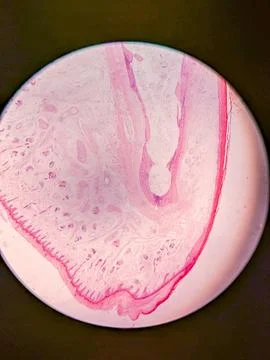 Microscopic View of Human Nail 스톡 사진