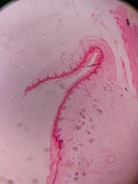 Microscopic View of Human Nail 스톡 사진