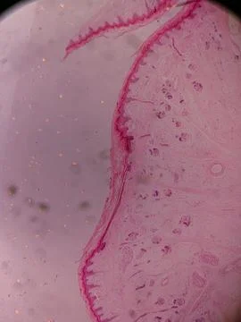 Microscopic View of Human Nail 스톡 사진