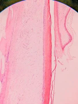 Microscopic View of Human Nail 写真素材