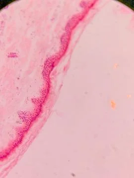 Microscopic View of Human Nail 스톡 사진