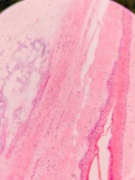 Microscopic View of Human Nail 写真素材