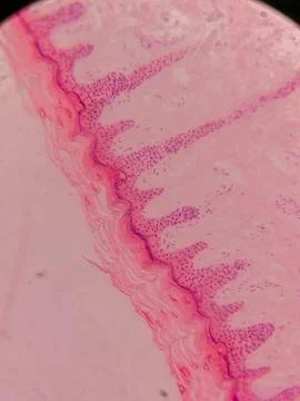 Microscopic View of Human Nail 스톡 사진