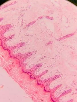 Microscopic View of Human Nail 스톡 사진