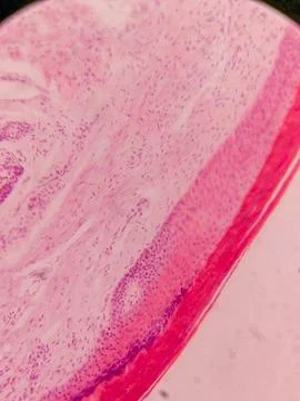 Microscopic View of Human Nail 스톡 사진