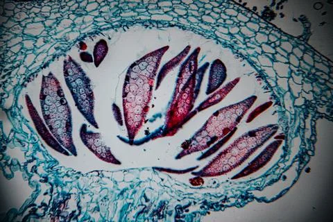Microscopic view of human skin tissue stained in blue and magenta. Stock Photos