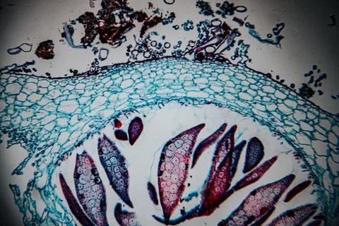 Microscopic view of human skin tissue stained in blue and magenta. Stock Photos