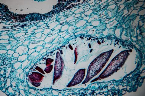 Microscopic view of human skin tissue stained in blue and magenta. Stock Photos