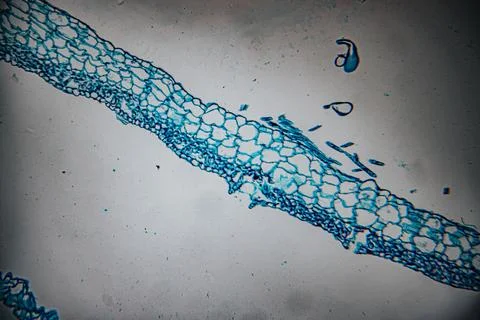 Microscopic view of human skin tissue stained in blue and magenta. Stock Photos