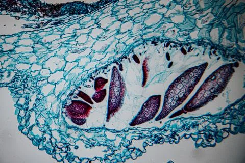 Microscopic view of human skin tissue stained in blue and magenta. Stock Photos
