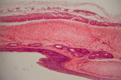 Microscopic view of human skin tissue section showing layers of epidermis a.. 库存照片