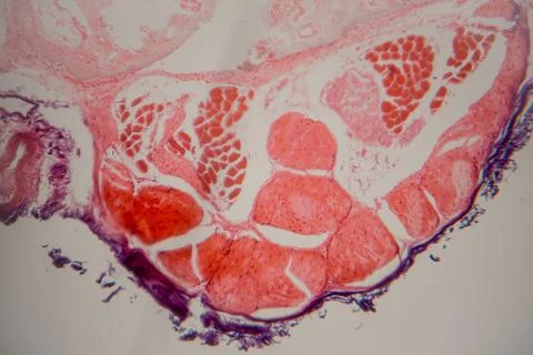 Microscopic view of human tissue section showing muscle fibers and connecti.. 库存照片