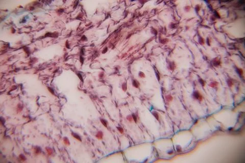 Microscopic view of human tissue showcasing intricate cellular structures, .. Stock Photos