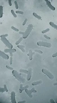 Microscopic View of Infectious Bacteria Cells Illustration Stock Illustration