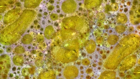 Microscopic View of Ink in Water Stockbeeldmateriaal 71109260