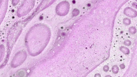 Microscopic View of Ink in Water Vídeo Stock 71109639