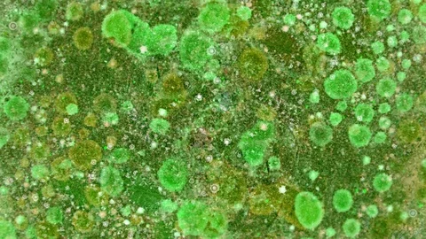 Microscopic View of Ink in Water Видео 71109829