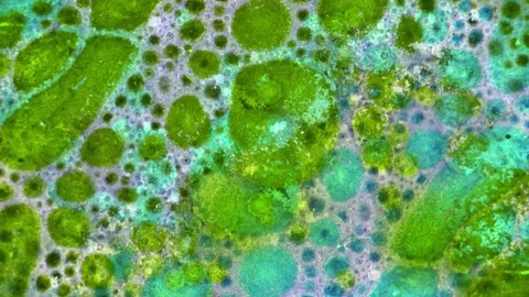 Microscopic View of Ink in Water Vídeos de archivo 71109841