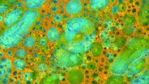 Microscopic View of Ink in Water 스톡 동영상 71109862