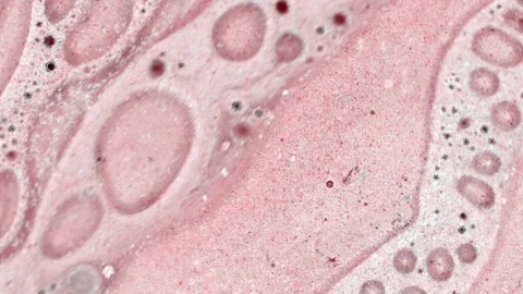 Microscopic View of Ink in Water Stockbeeldmateriaal 71109892